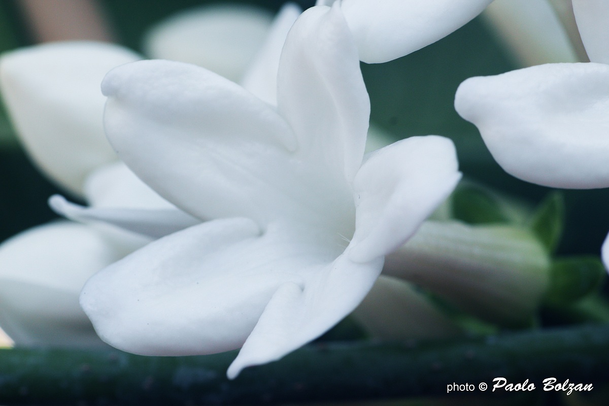 Gelsomino del Madagascar