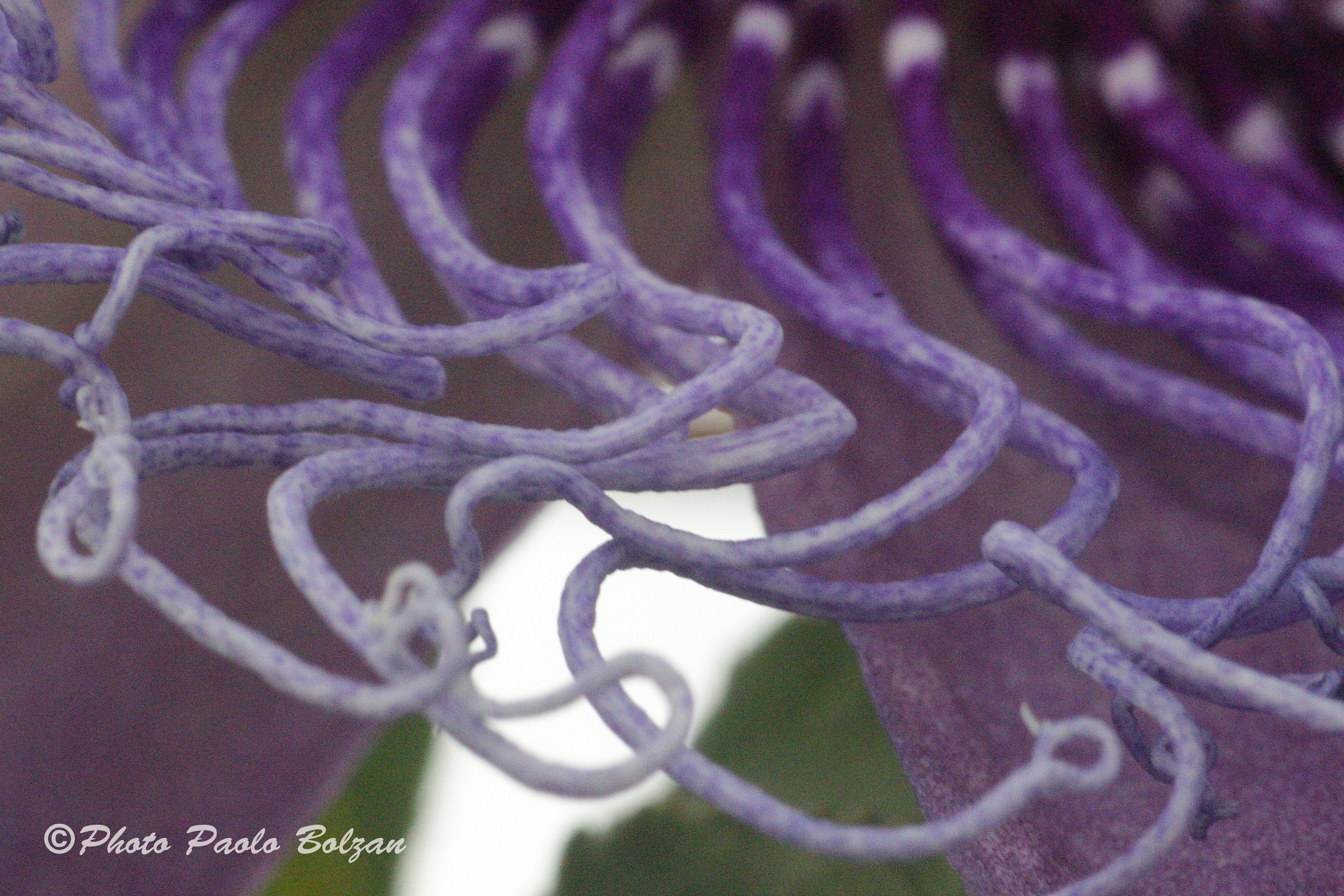 Petali di Passiflora