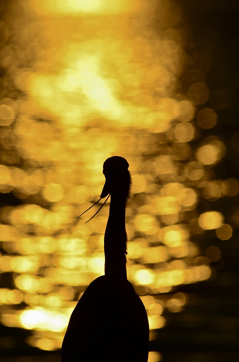 Airone cenerino al tramonto controluce