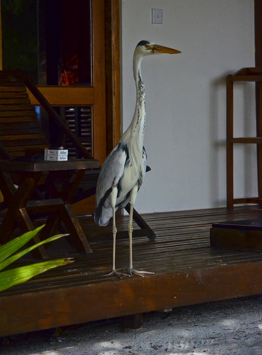 Airone cenerino nella sua camera alle maldive