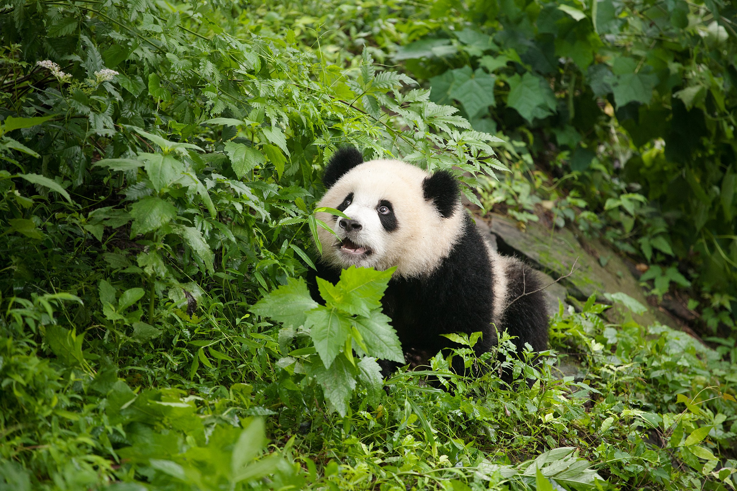 Giant Panda