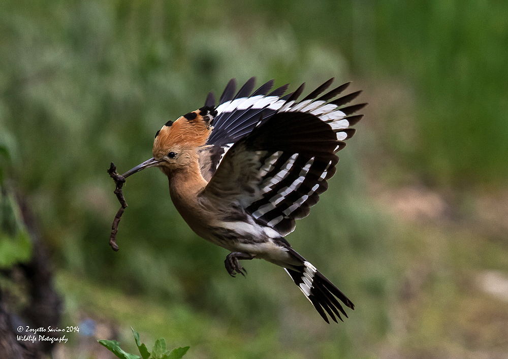 volo ,upupa c/ verme