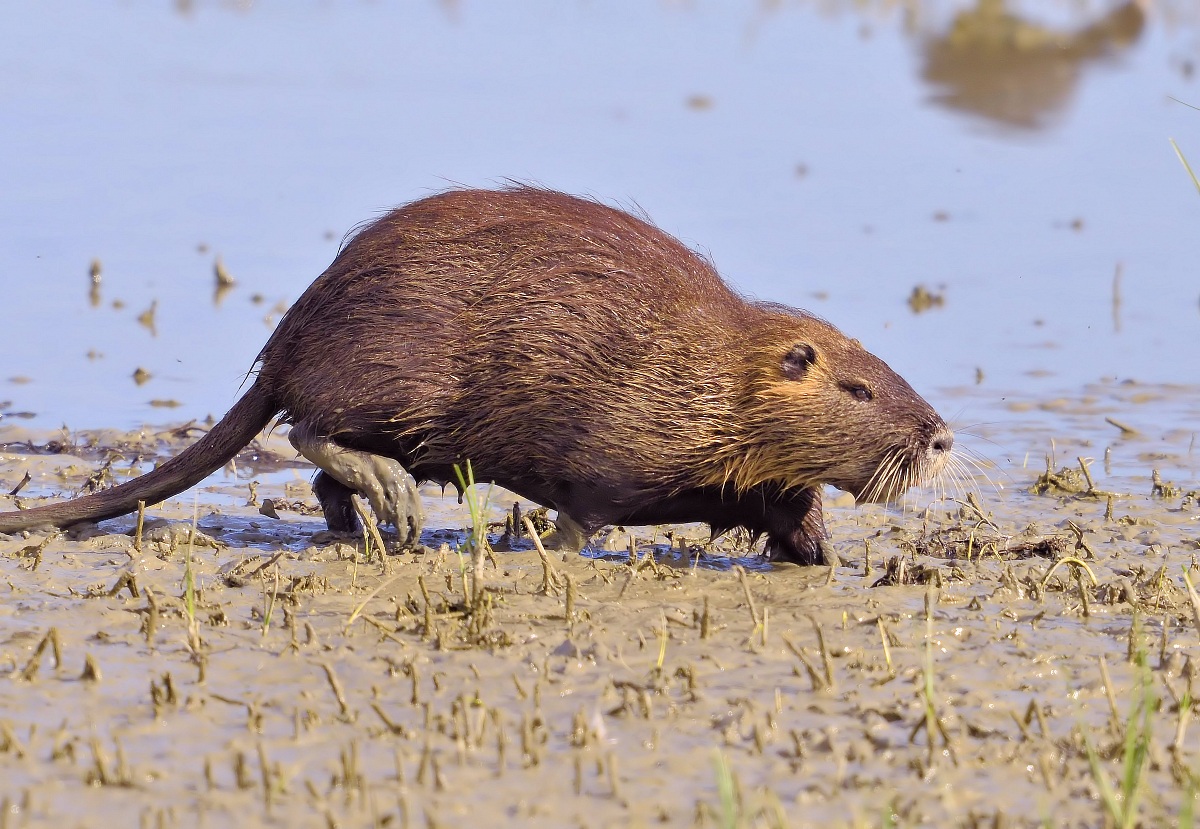 castorino (nutria)