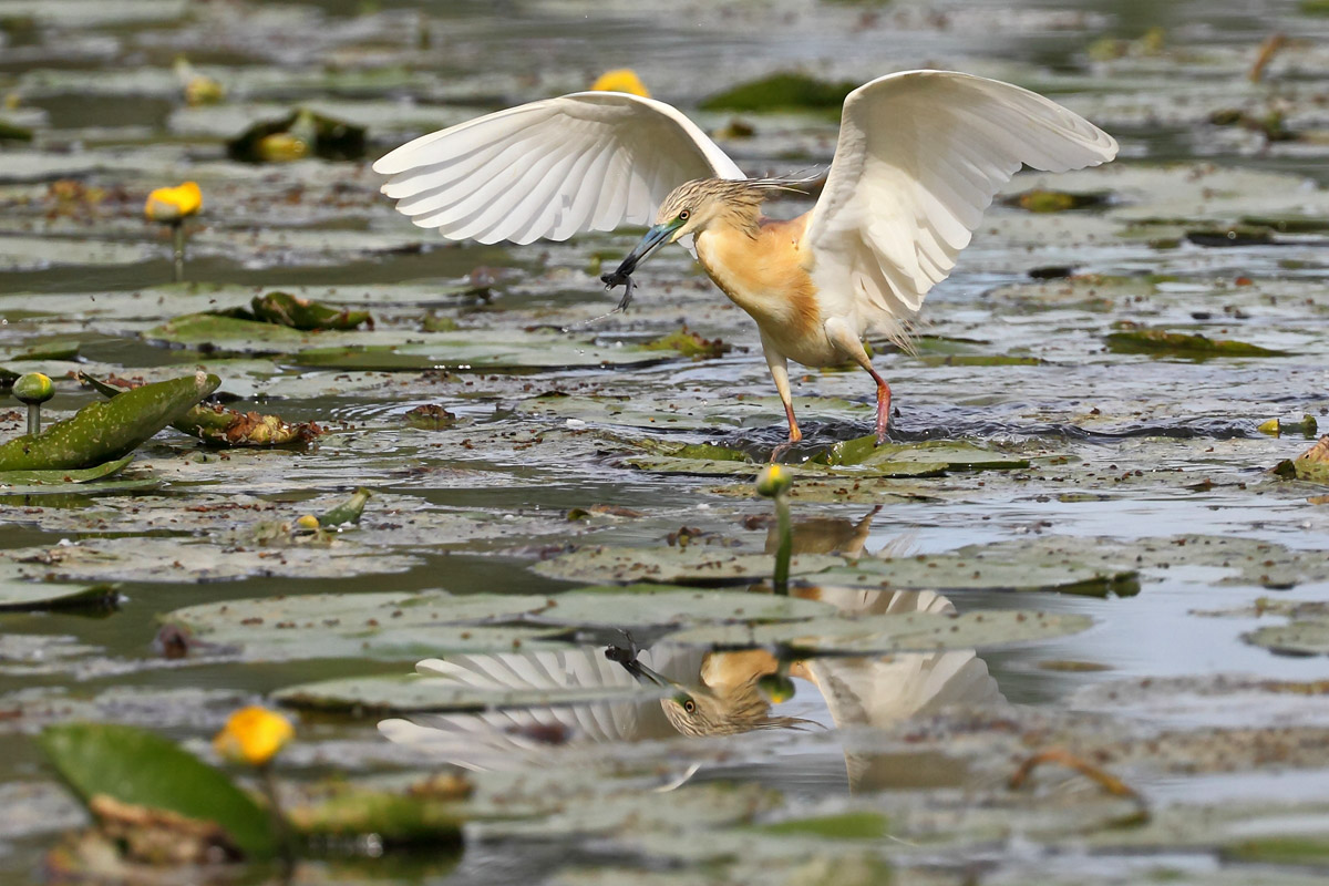 Il rifelesso della sgarza ciuffetto