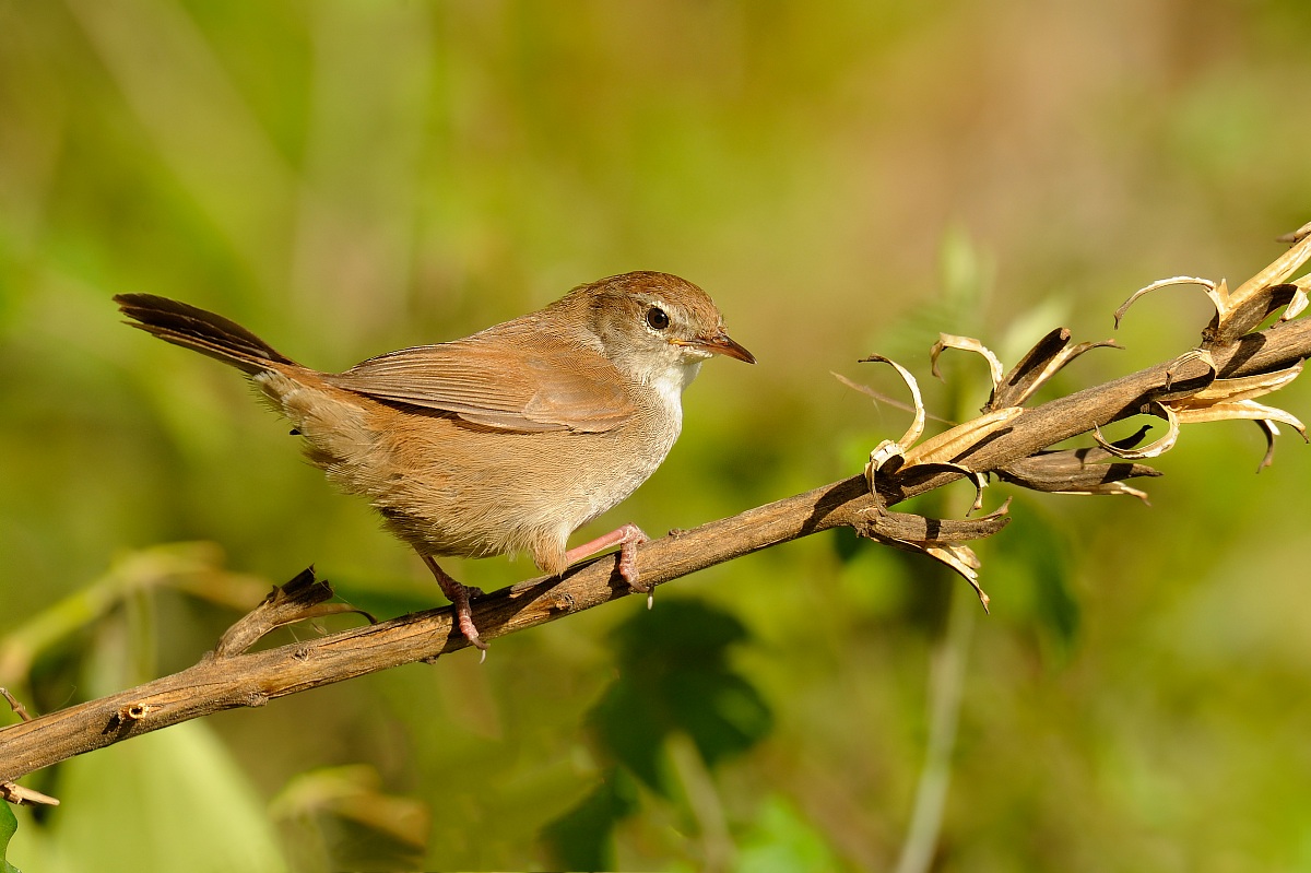 Cetti's Warbler