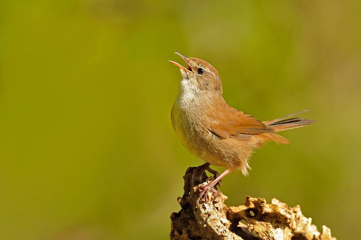 Cetti's Warbler
