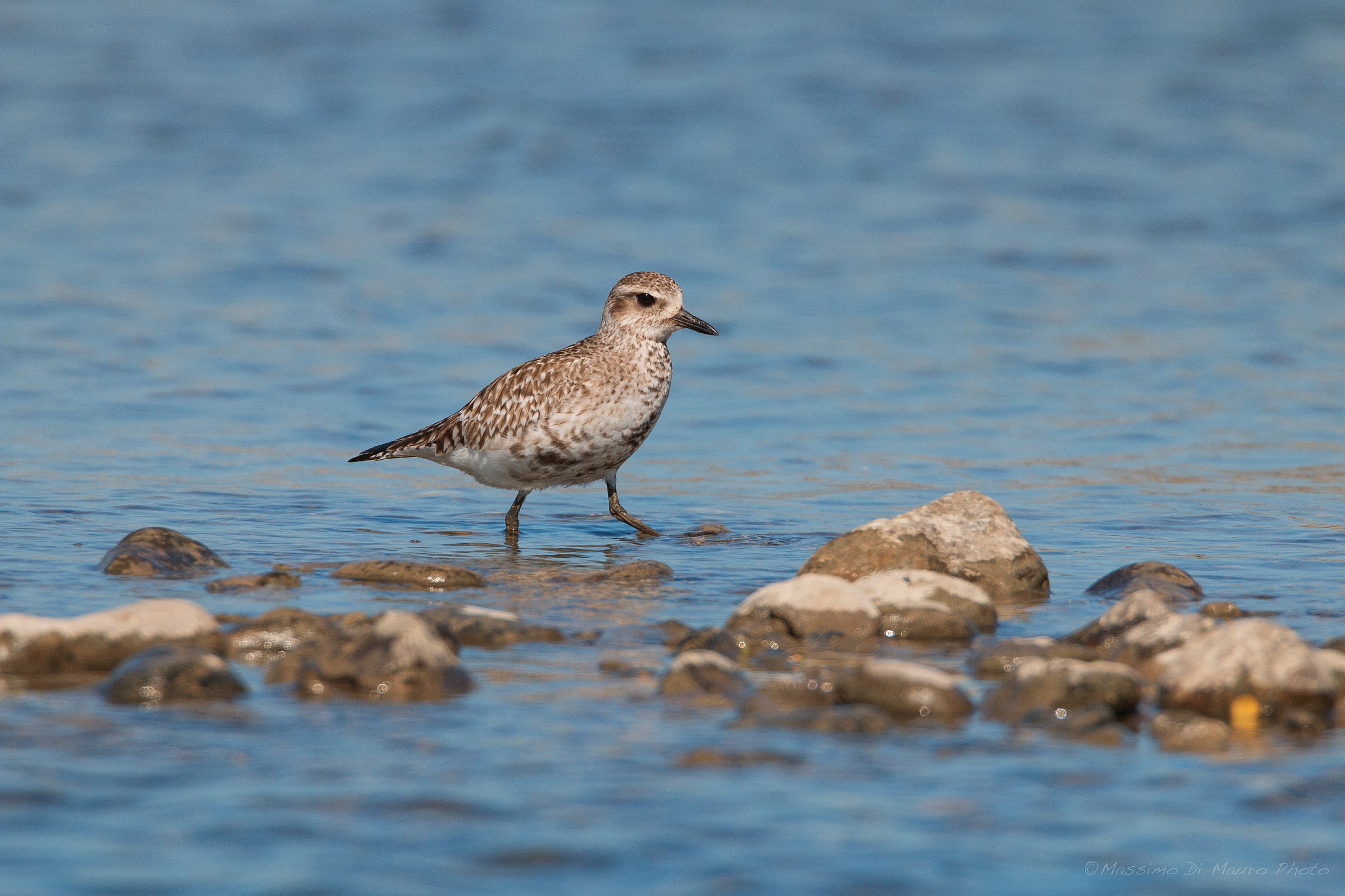 Black-bellied Plover