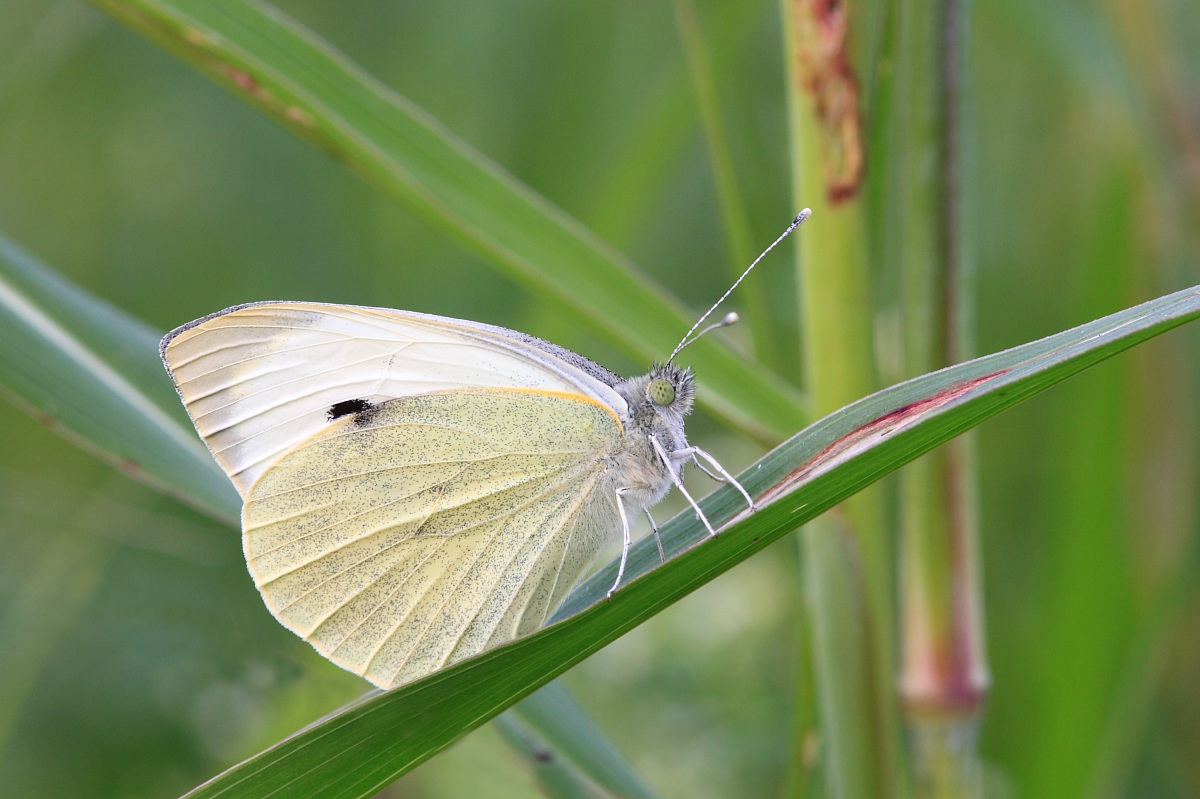 Cabbage Butterfly