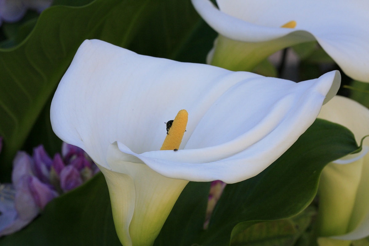 calla