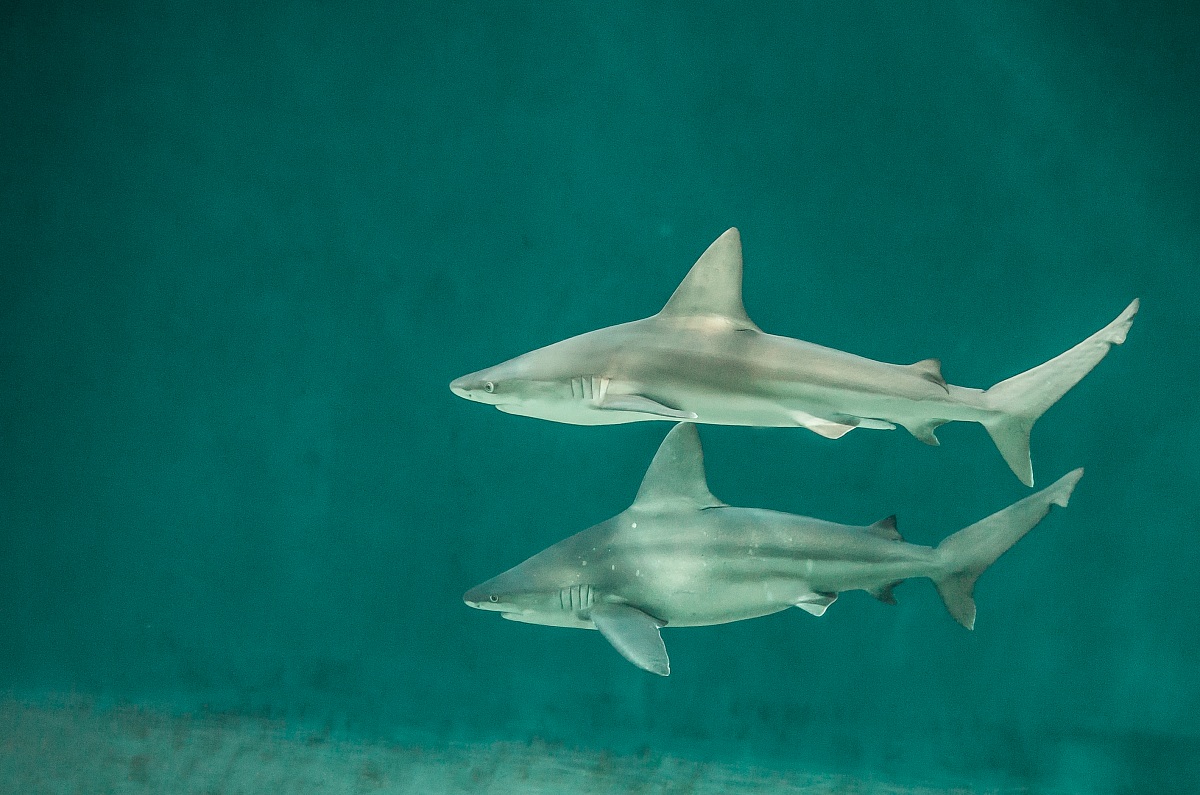 Vicini vicini, shh sembriamo delfini