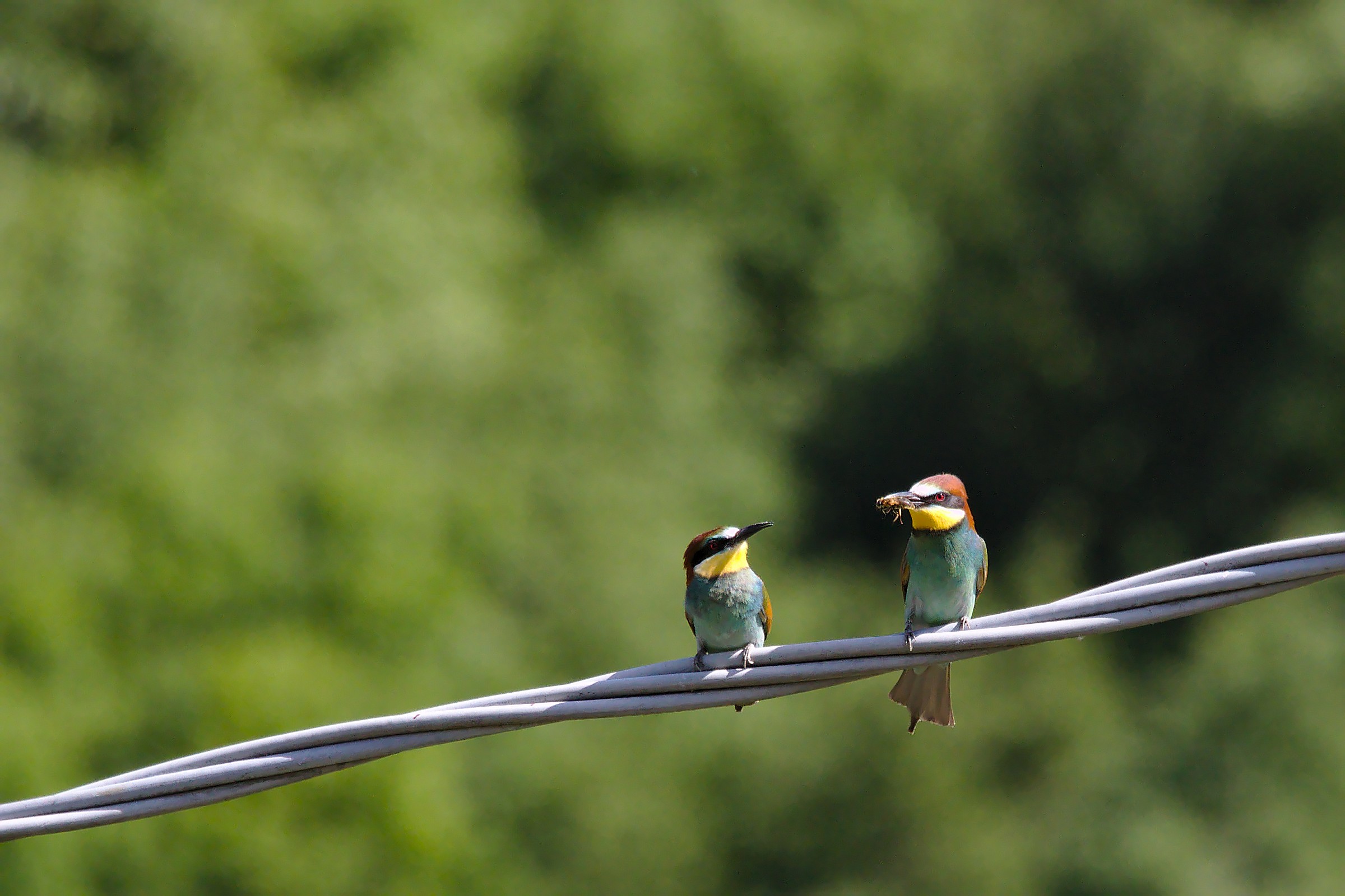 Bee-eaters