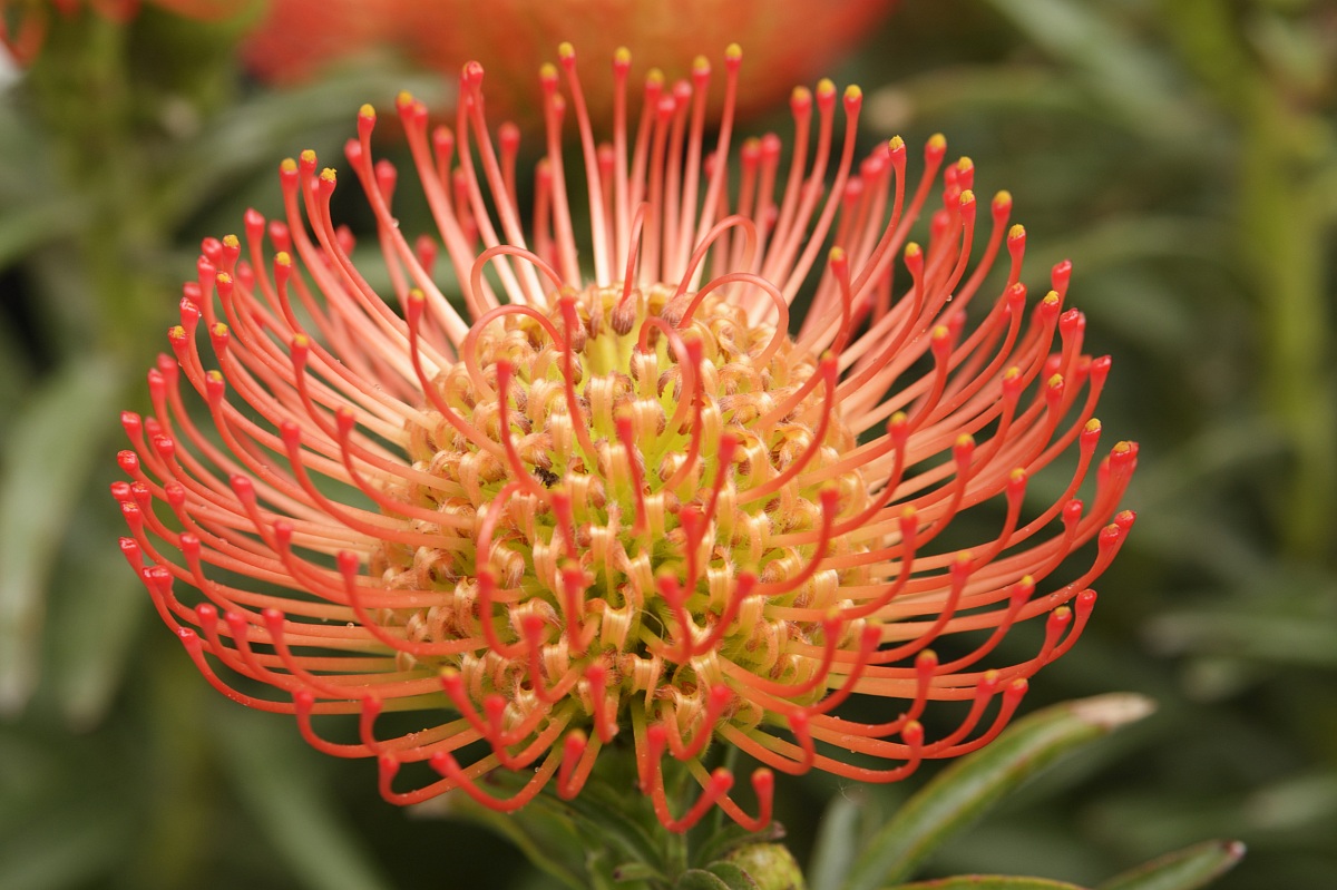 Protea
