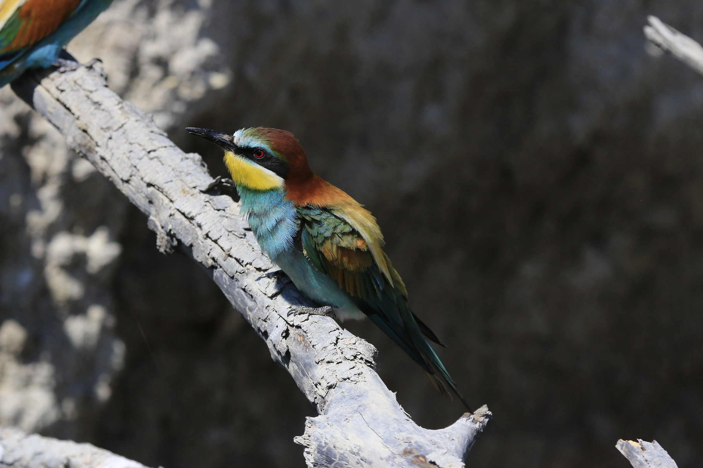 Bee-eaters 2014: Looking at the nest