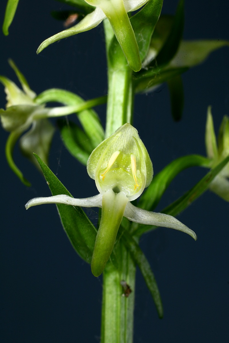 planthera chlorantha particular