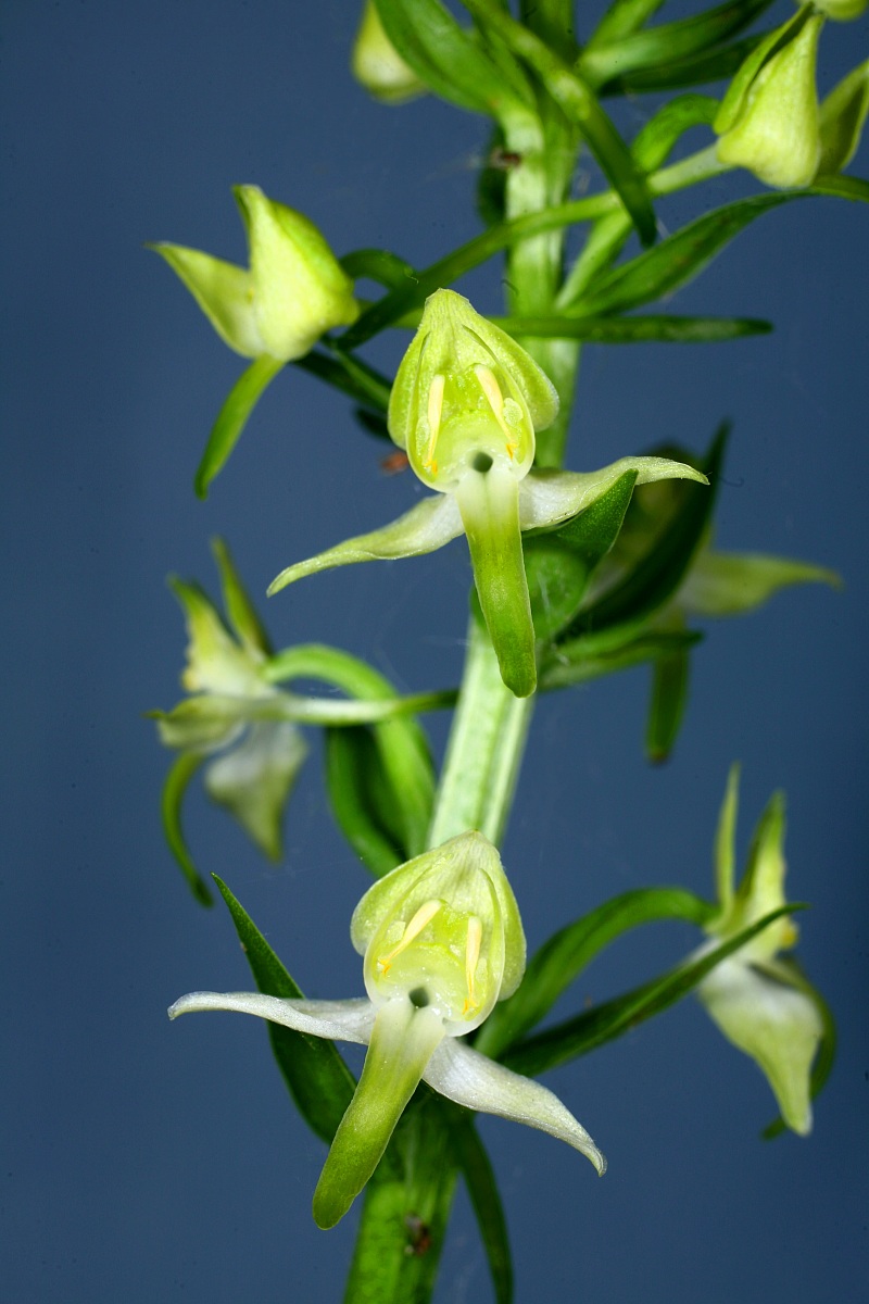 planthera chlorantha