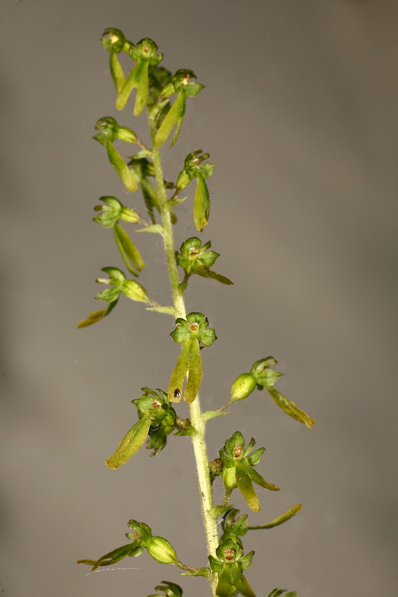 Listera ovata