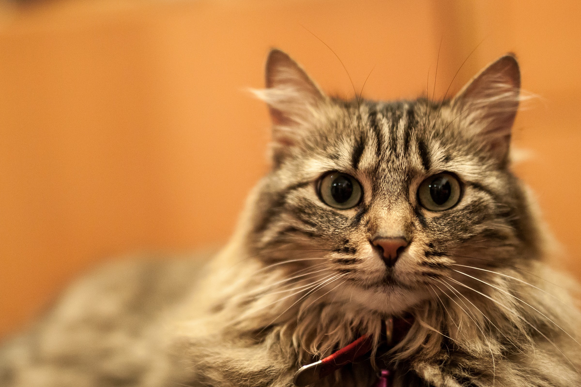 Sigma 50 Art@1.4 50D iso 1250