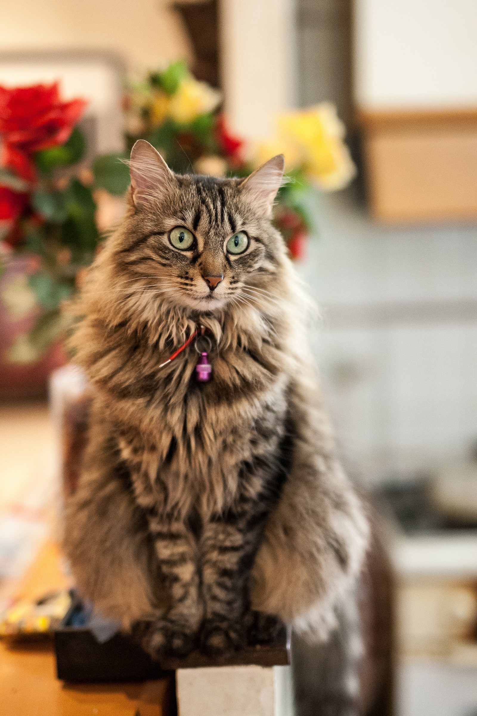 Sigma 50 Art@1.4 1Dmk3