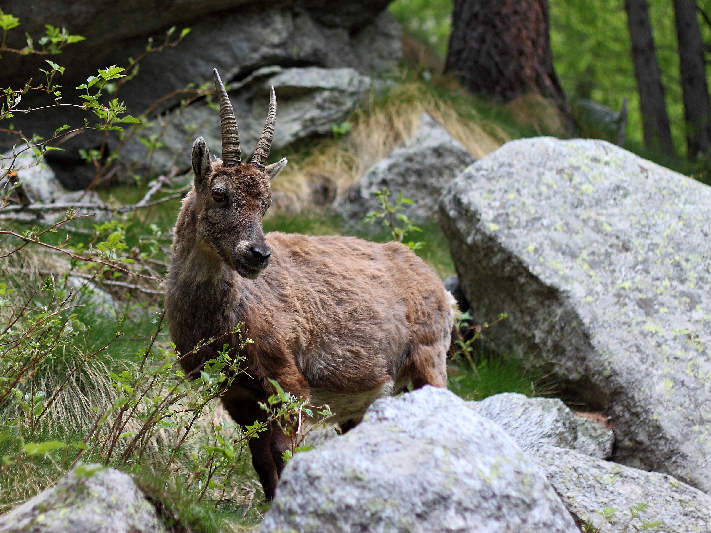 Roe deer in the woods