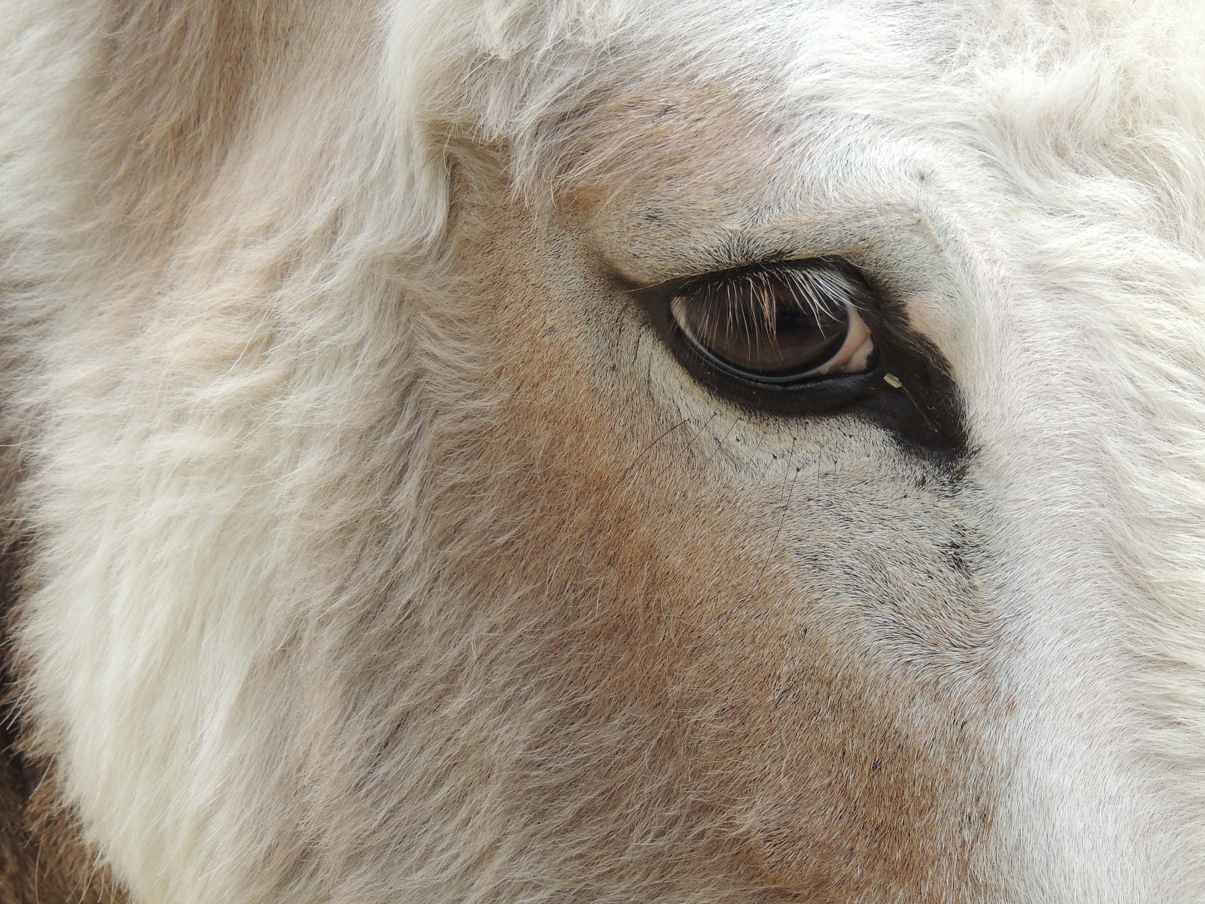eye donkey