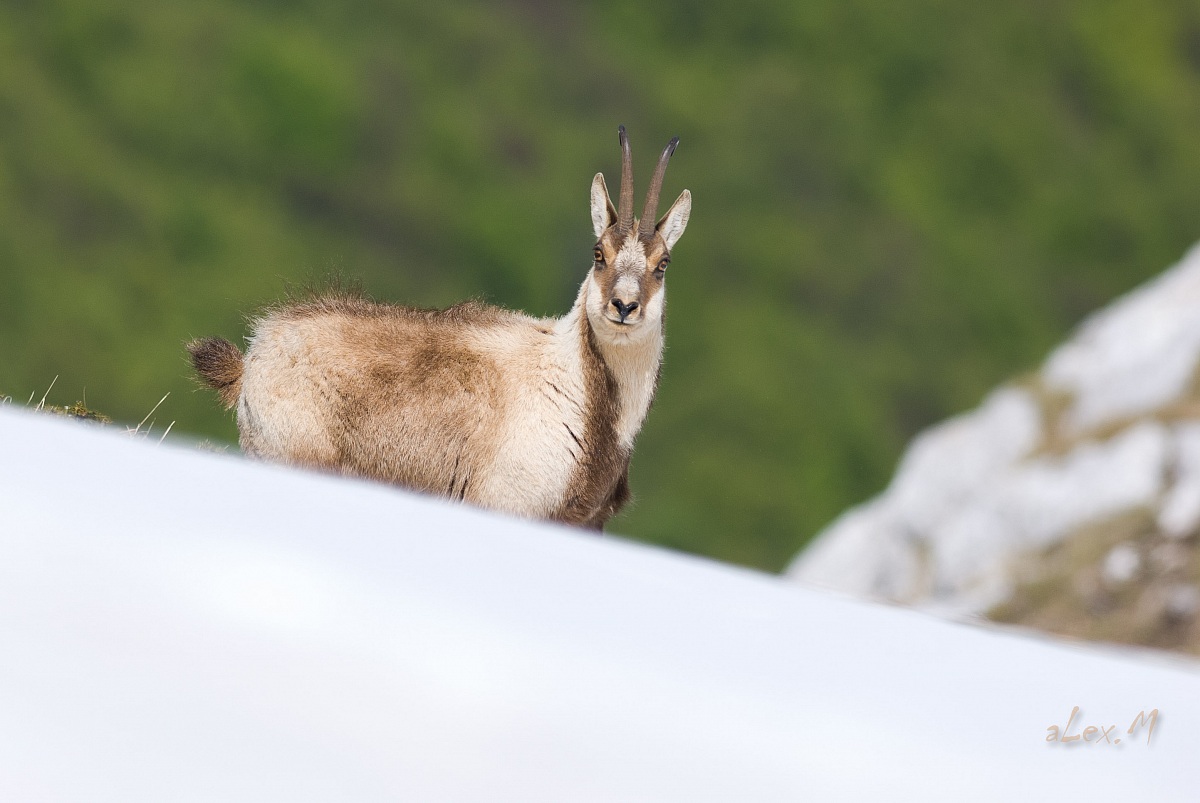 Abruzzo chamois