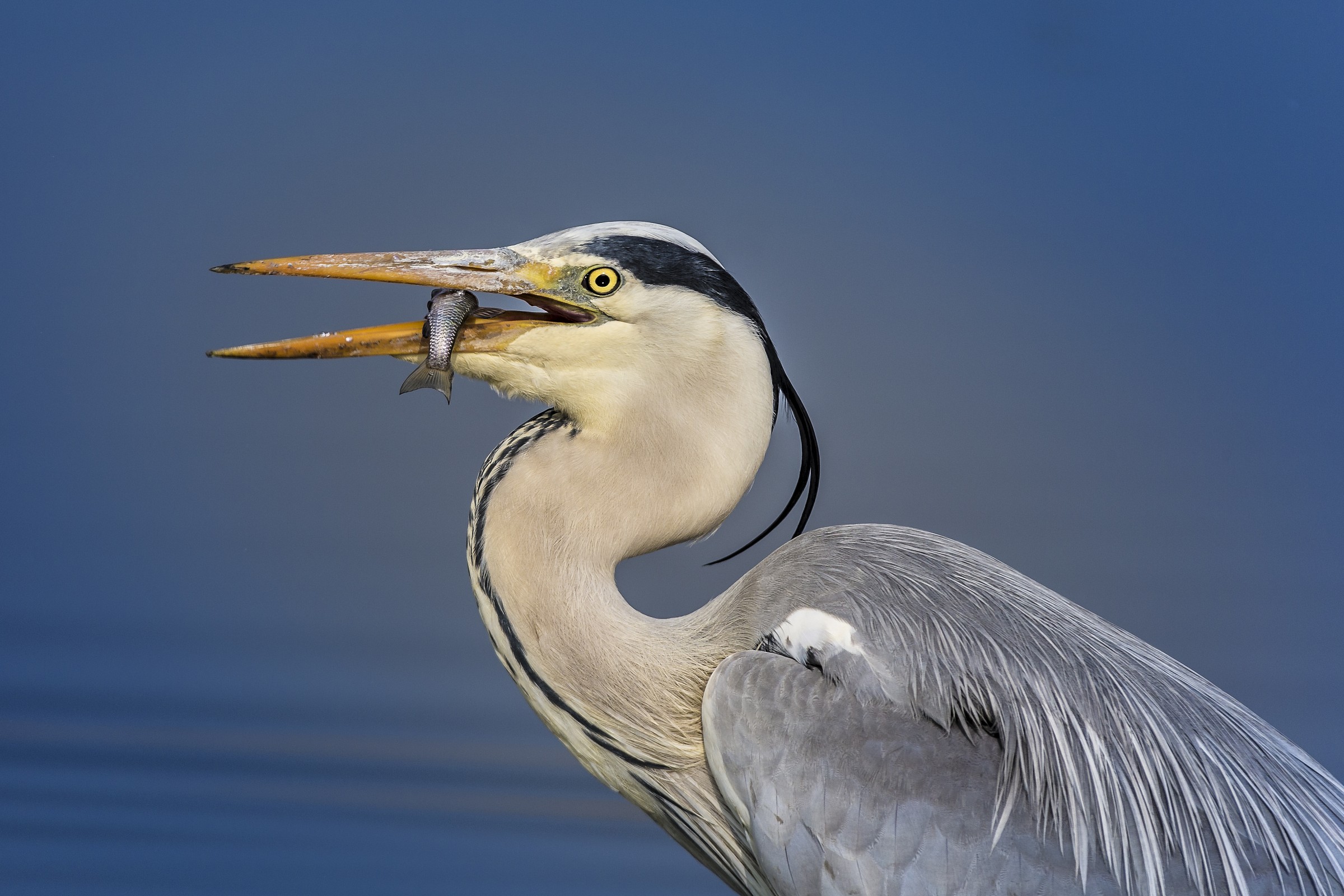 the end of the minnow