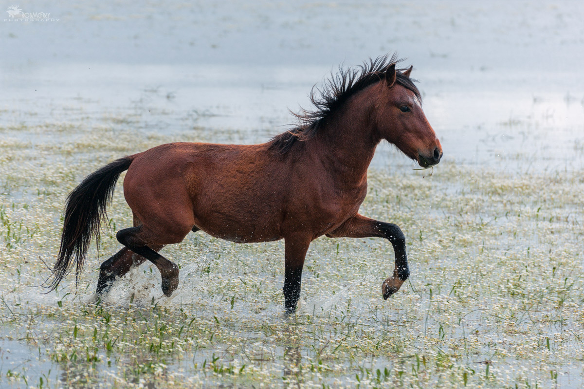 Prancing Horse of the Jar