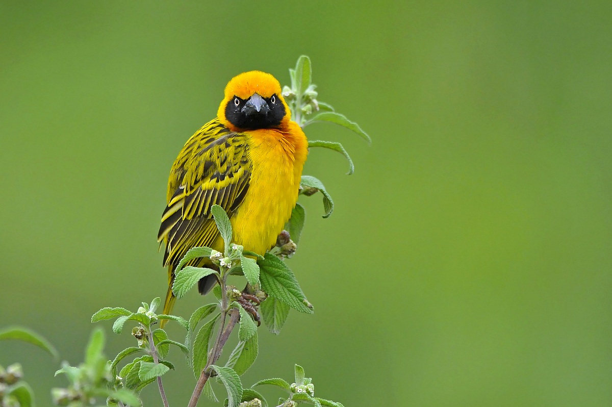 Masked Weaver