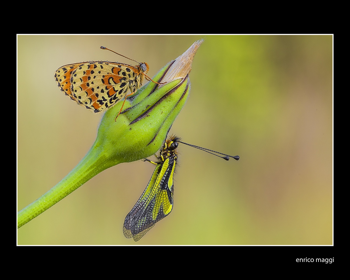butterfly with libelloide