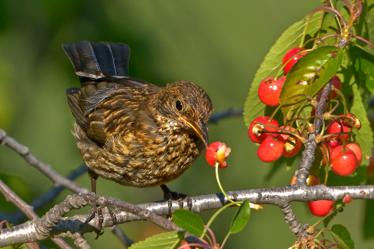 Female blackbird on cherry