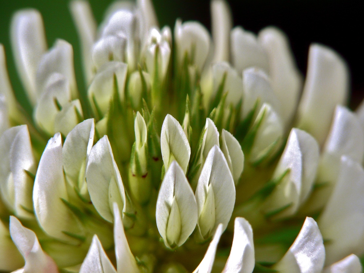 Flower of white clover
