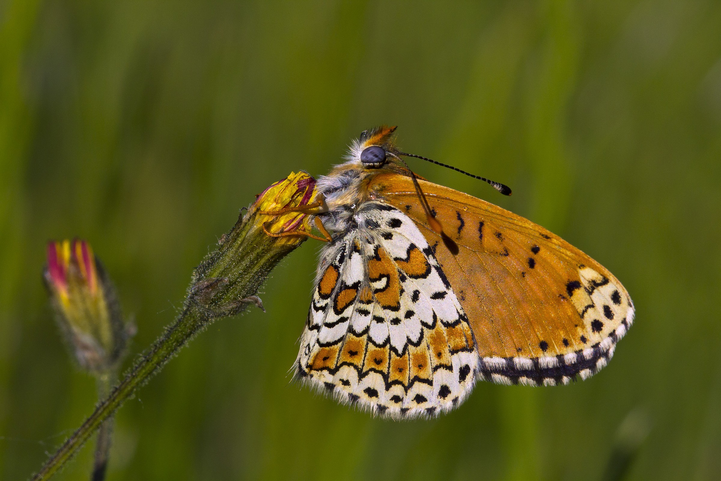 Melitaea cinxia