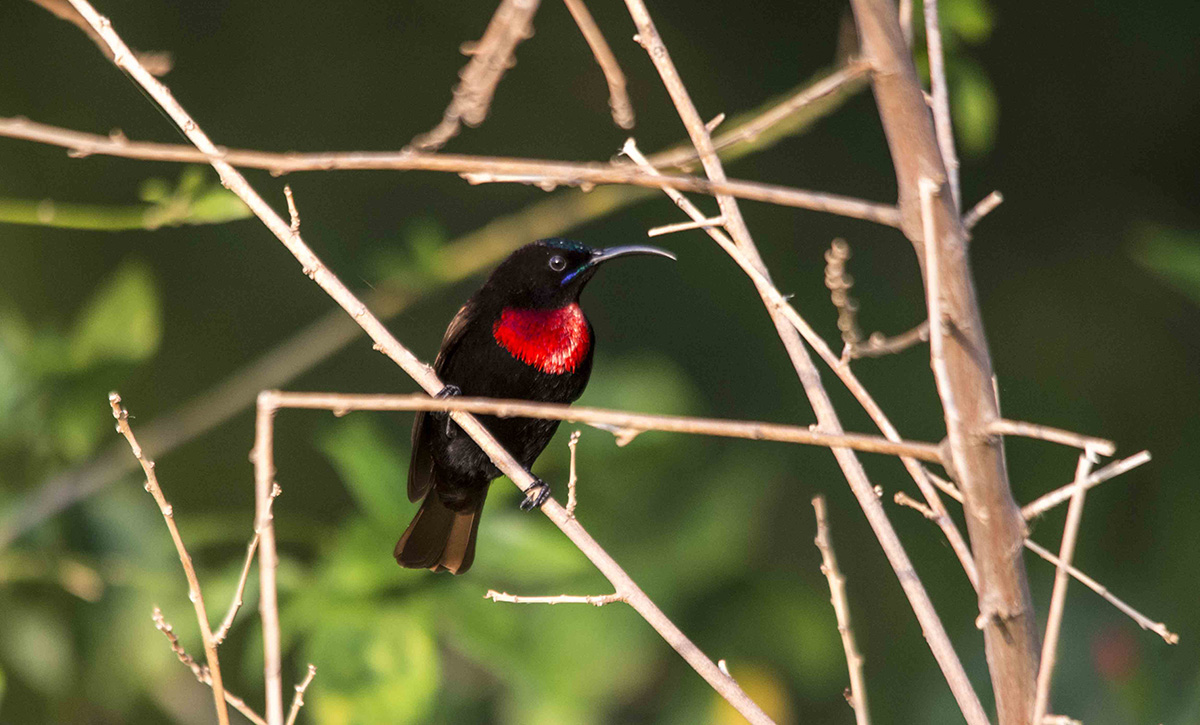 Chalcomitra senegalensis