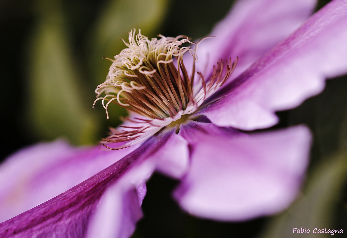 Clematis (Nelly Moser)