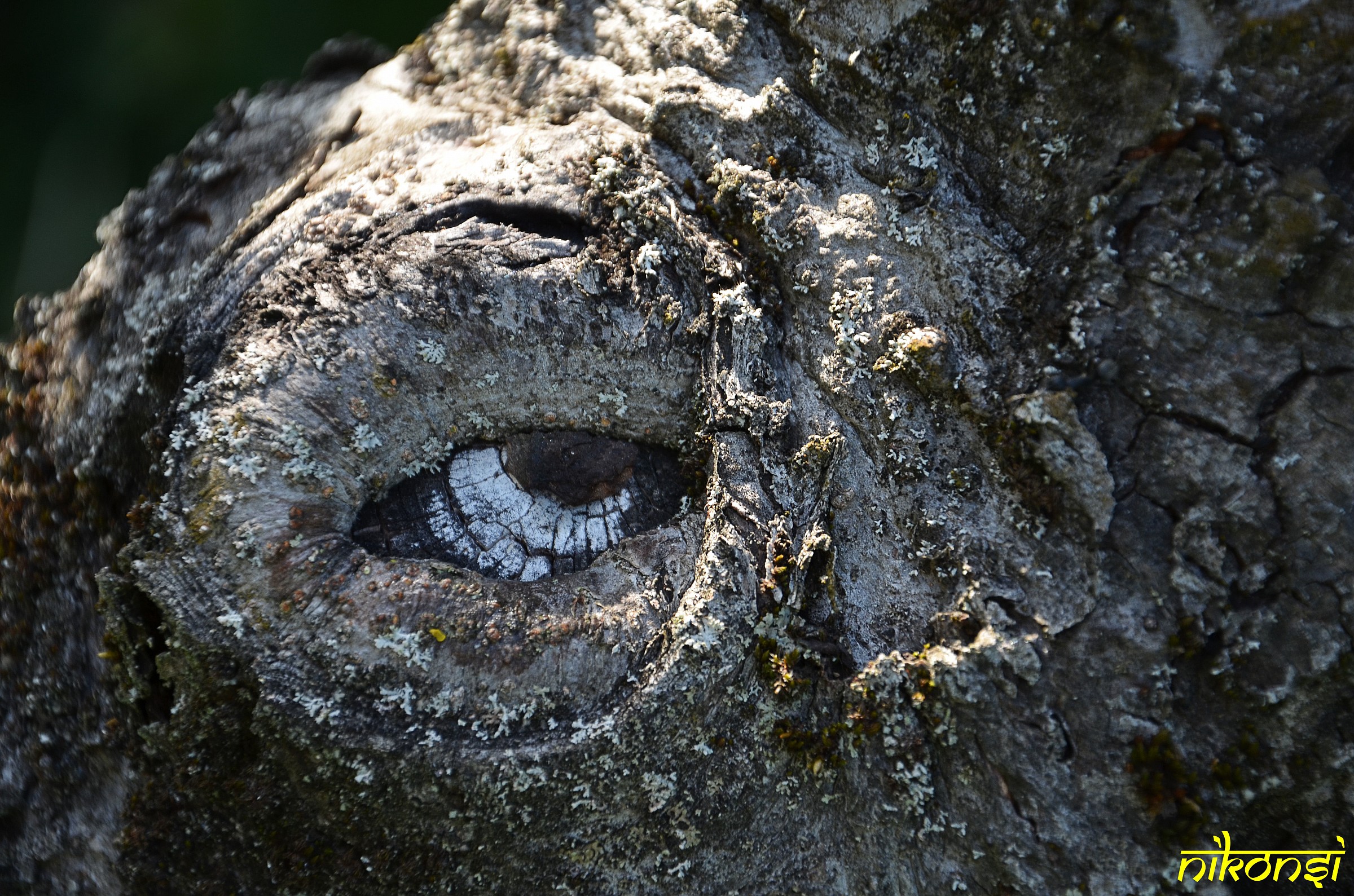 ....anche gli alberi hanno gli occhi !!!