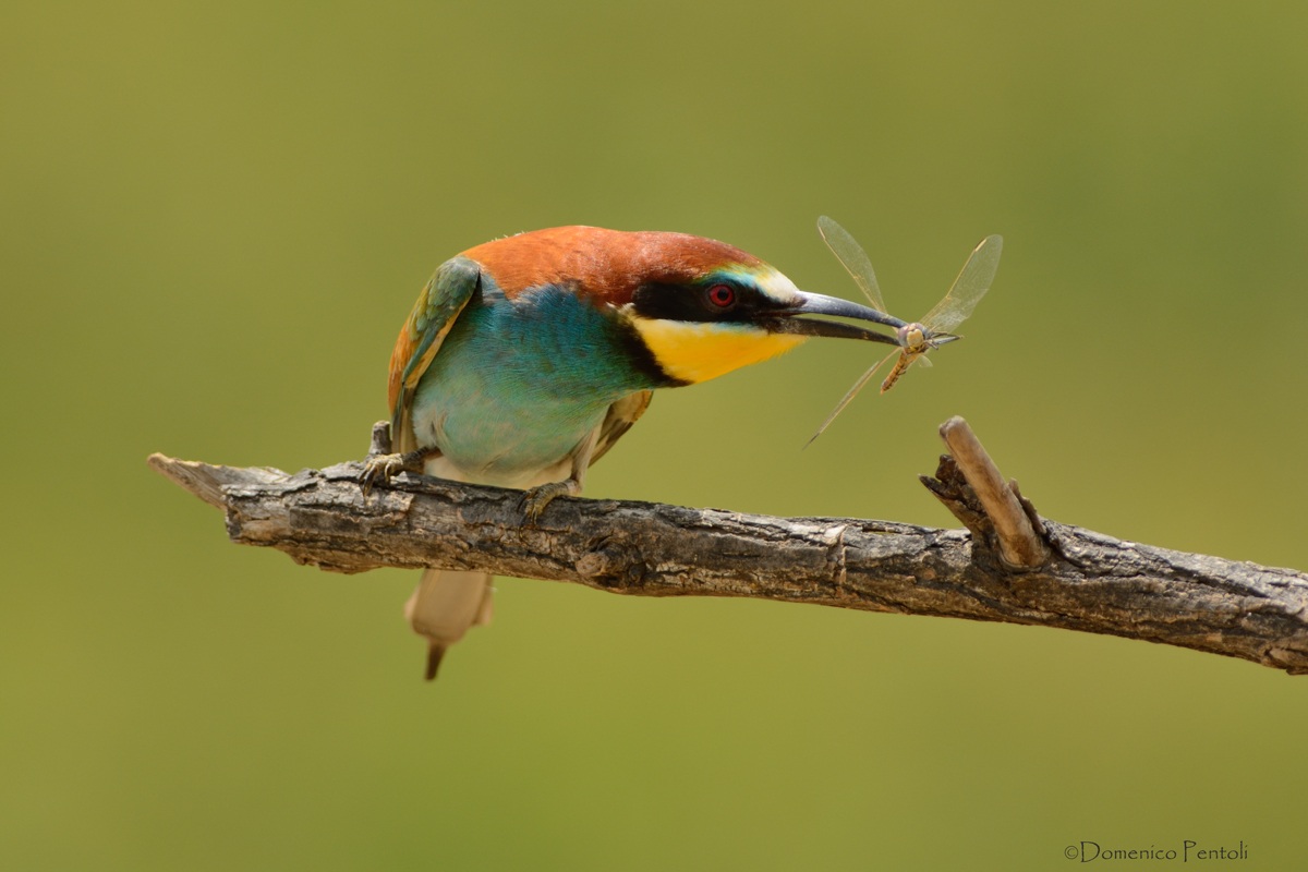 Bee-eater with dragonfly