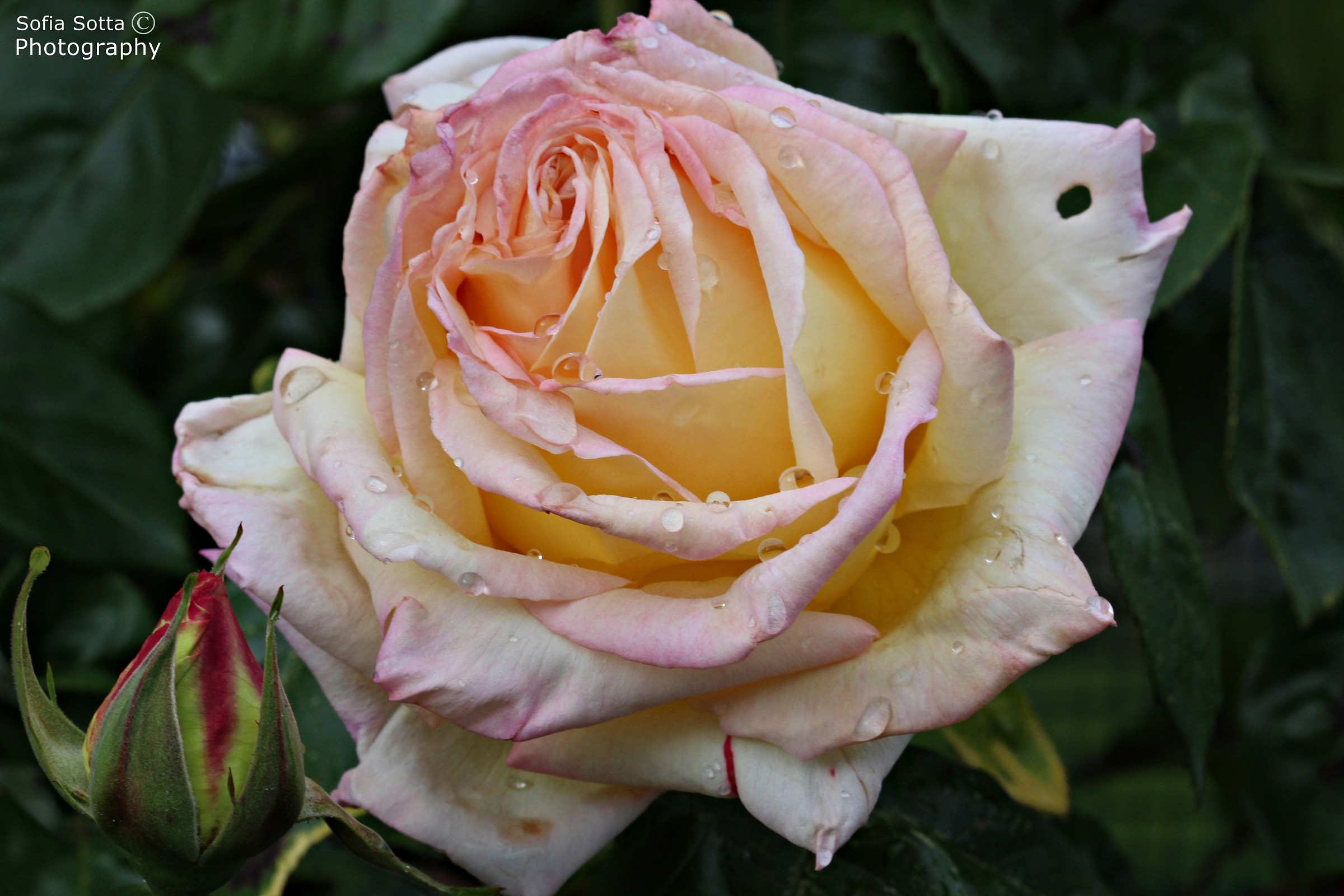 White / Pink Rose