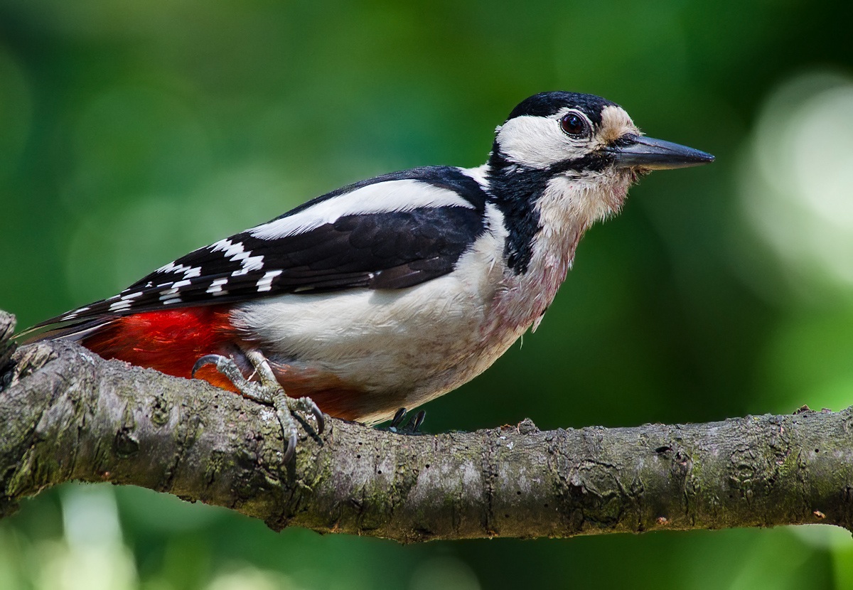 Picchio rosso maggiore