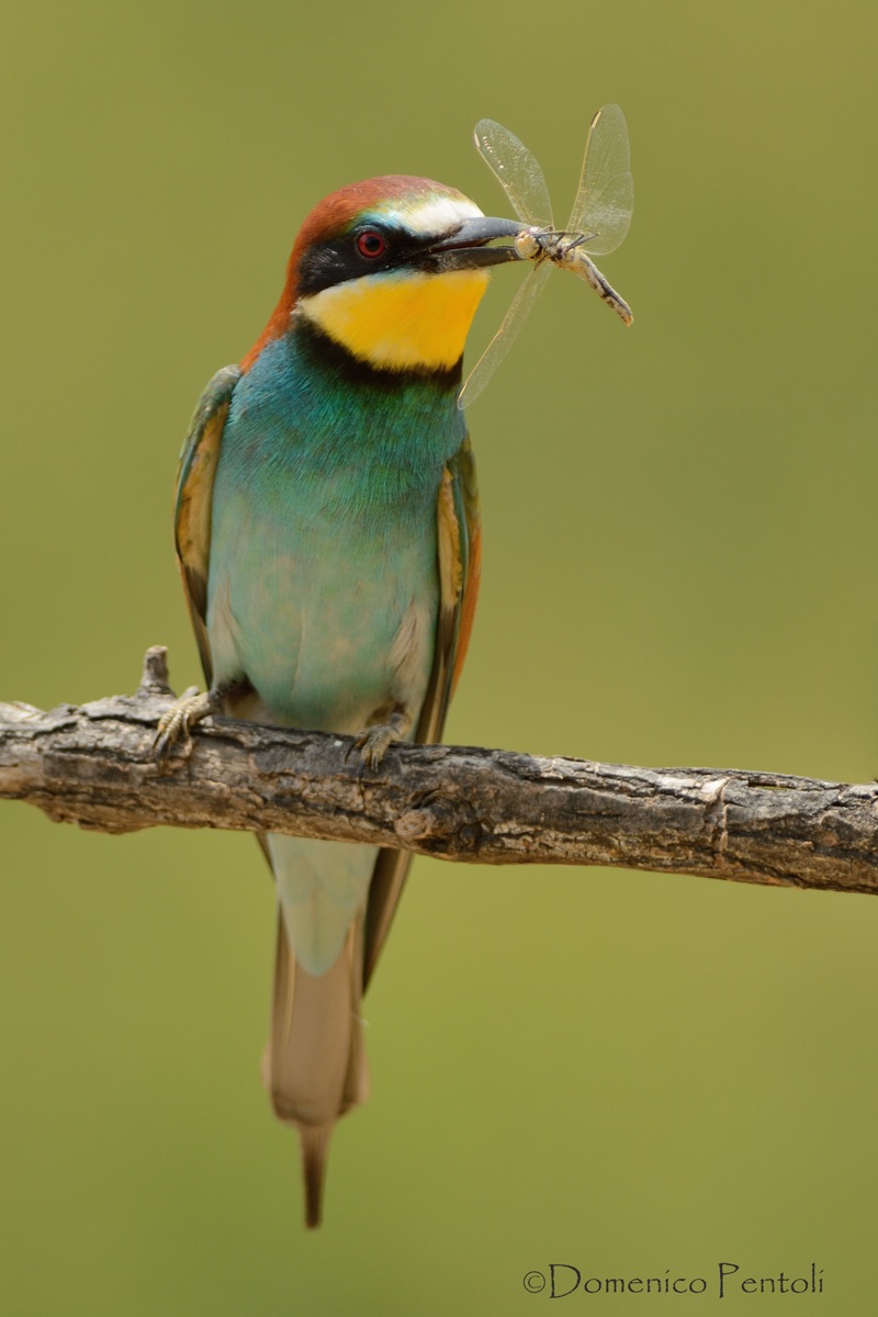 Gruccione con Libellula