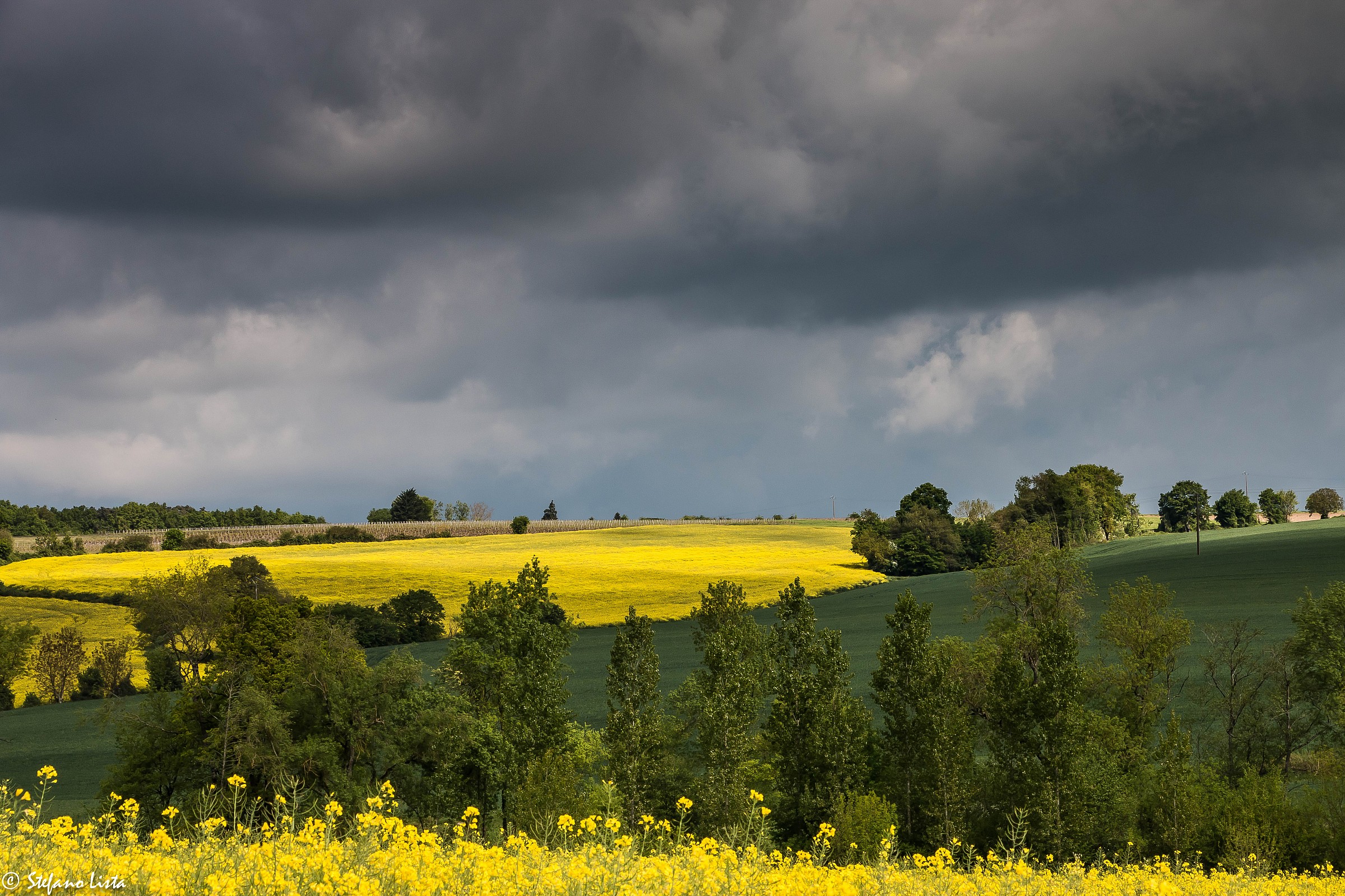 Campaign in bloom before the rain