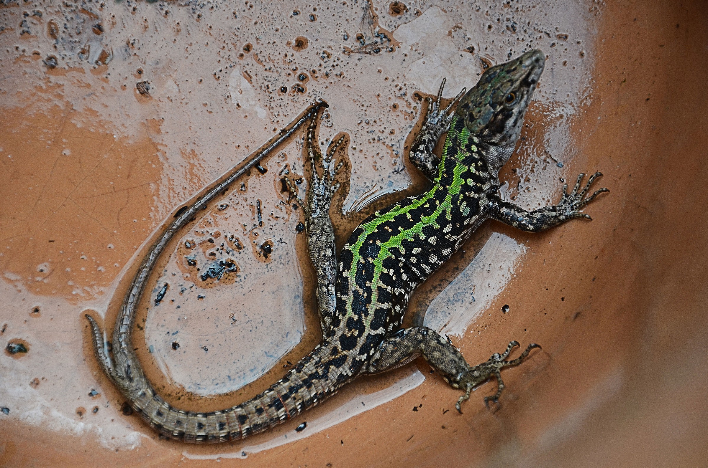 Lizard with double tail