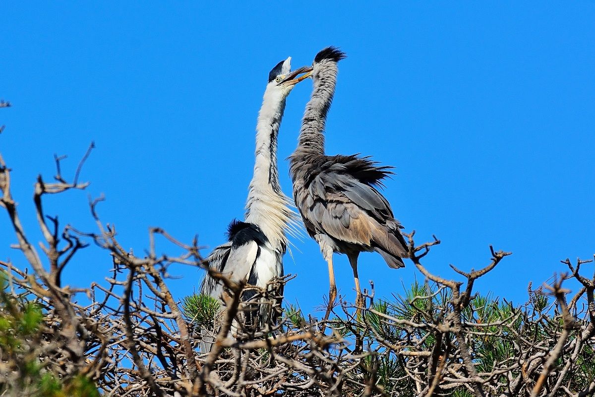 Herons Greys - effusions