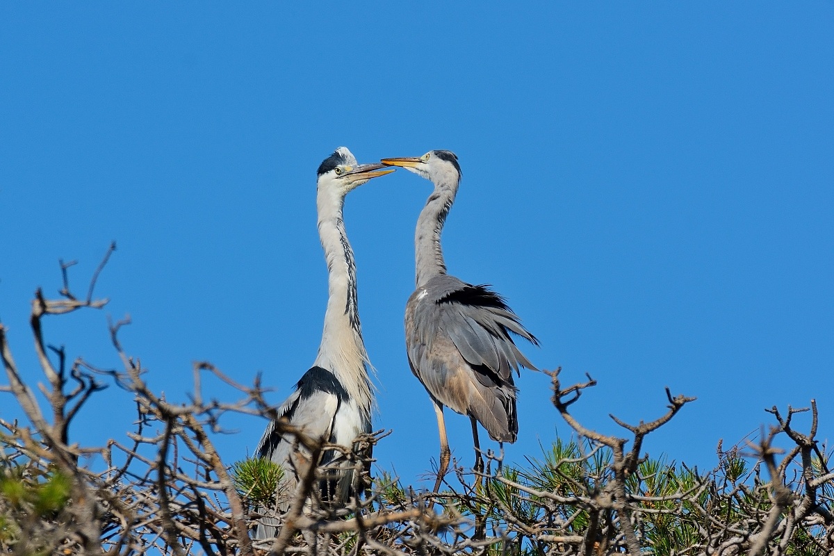Herons Greys - effusions