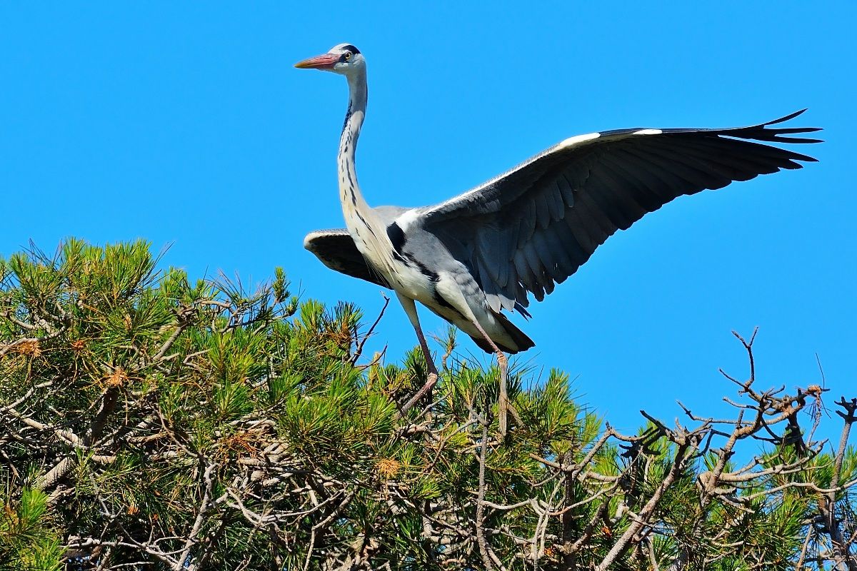 Grey Heron