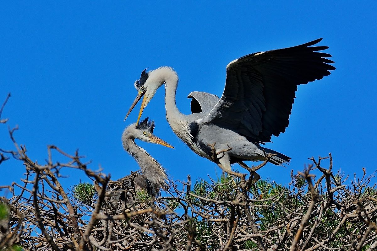 Grey Heron on Nest
