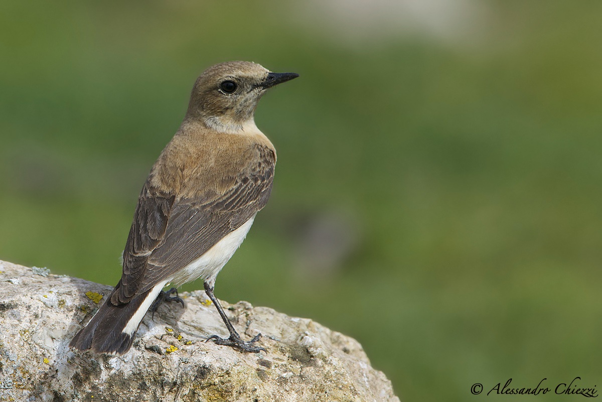 Ms. wheatear