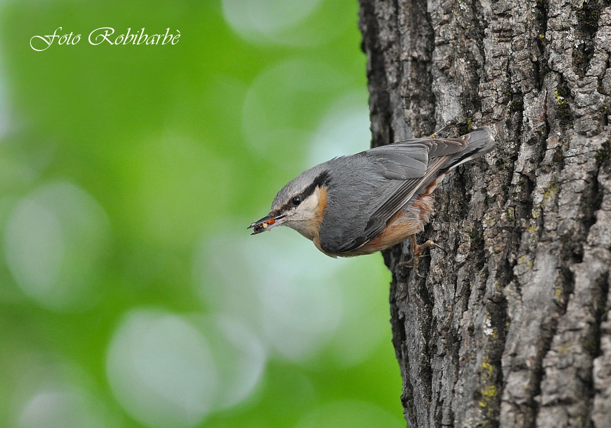 Picchio muratore....