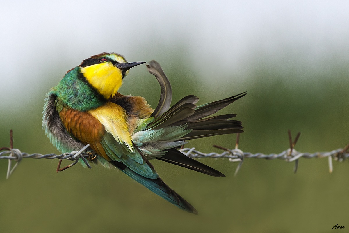 feathers in the wind