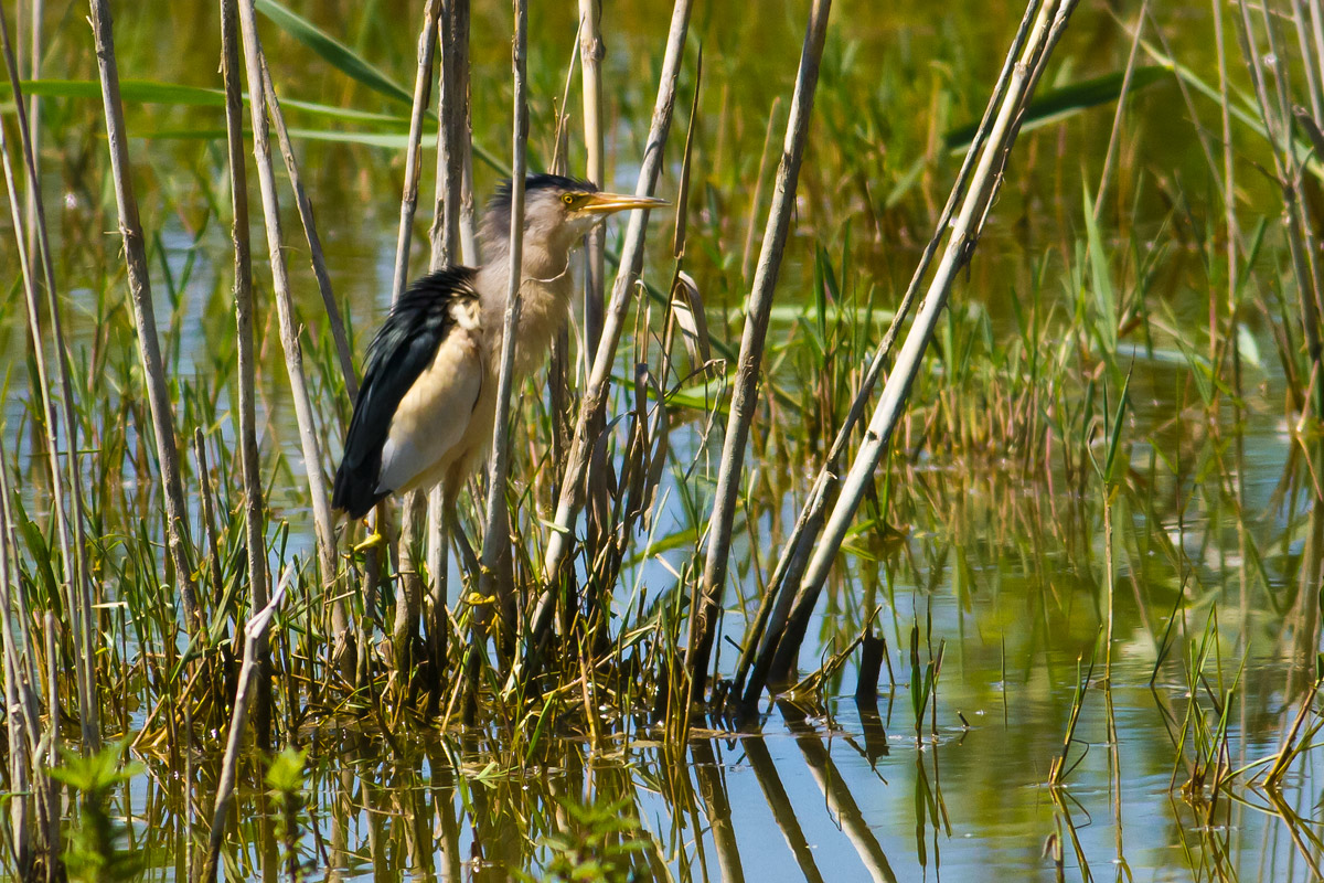 Bittern