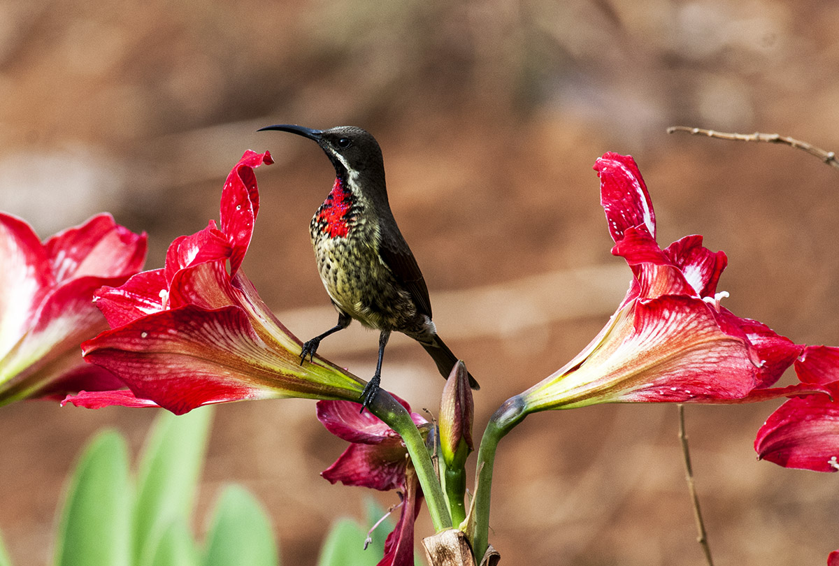 Chalcomitra senegalensis